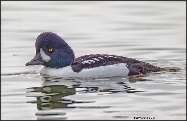 _1SB0104 barrows goldeneye drake.jpg